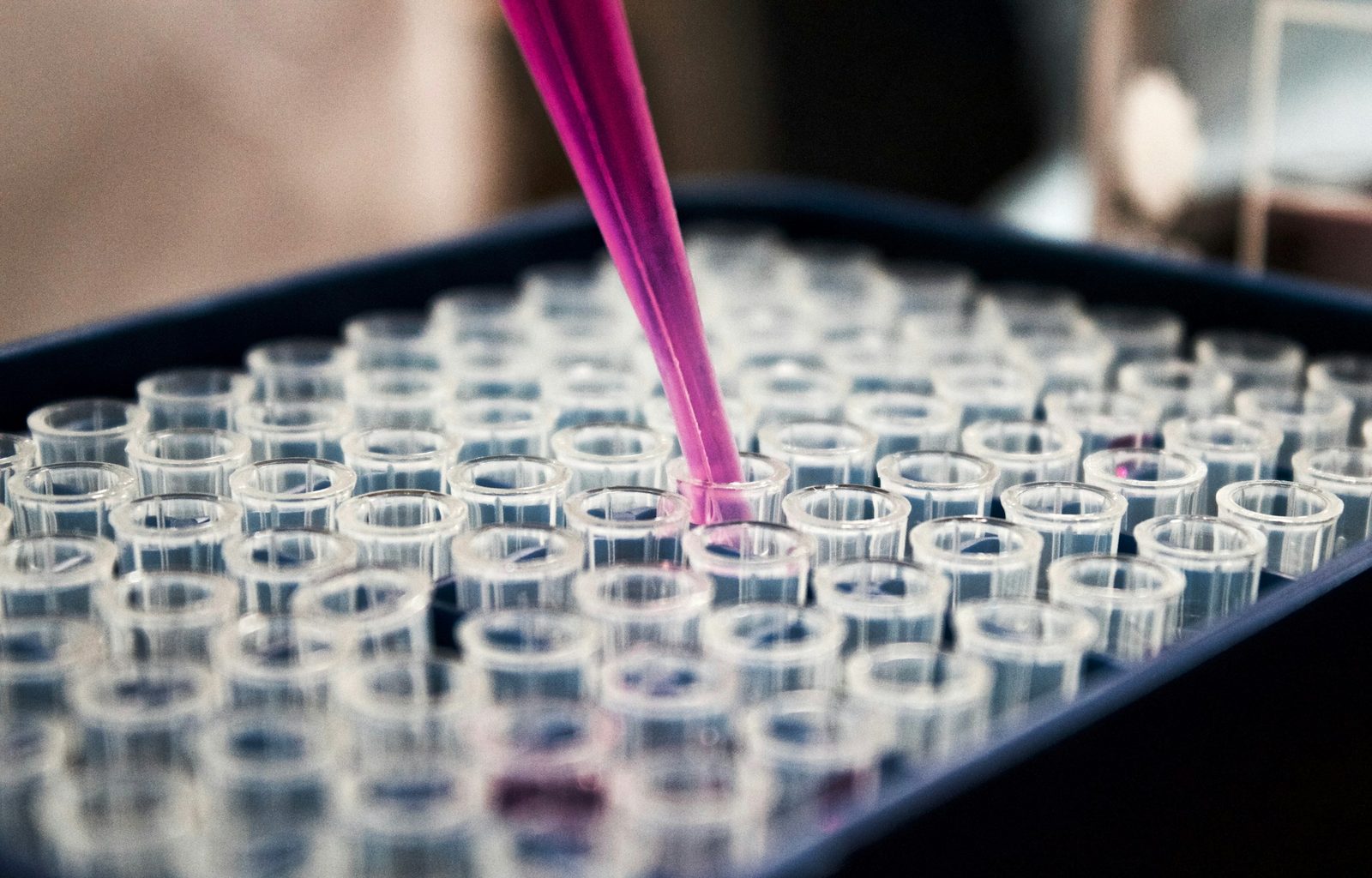 A pink pipette tip dispensing liquid into one of many clear plastic tubes held in a dark blue rack on a laboratory bench